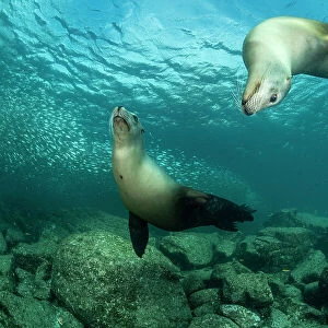 Two California sea lions (Zalophus californianus) playing, Espiritu Santo Island, Baja California, Mexico, Sea of Cortez