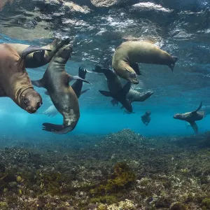 California sea lions (Zalophus californianus) babies playing in the safety of shallow water California sea lions (Zalophus californianus) babies playing in the safety of shallow water