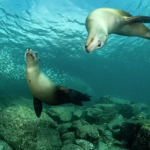 California sea lions playing Print, Espiritu Santo Island California sea lions playing Print, Espiritu Santo Island