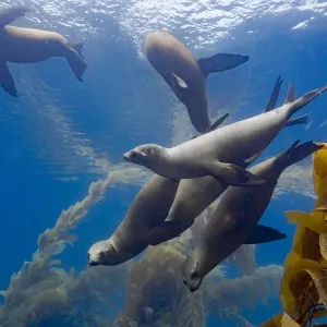 California sea lions (Zalophus californianus) playing in a kelp forest off Santa Barbara California sea lions (Zalophus californianus) playing in a kelp forest off Santa Barbara
