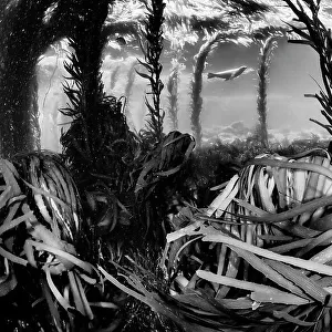 Californian sea lion (Zalophus californianus) swimming in Southern sea palm (Eisenia arborea) and Giant Kelp (Macrocystis pyrifera) forest, San Benitos Islands, Baja California Pacific Islands Biosphere Reserve, Baja California, Mexico, May