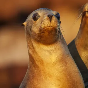 Californian sea lion (Zalophus californianus), Los Islotes