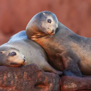 Californian sea lion (Zalophus californianus), Los Islotes Californian sea lion (Zalophus californianus), Los Islotes