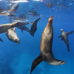 Californian sea lion (Zalophus californianus), La Lobera Islet, near San Jose Island Californian sea lion (Zalophus californianus), La Lobera Islet, near San Jose Island