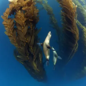 Californian sea lion (Zalophus californianus) in Giant kelp (Macrocystis pyrifera) forest Californian sea lion (Zalophus californianus) in Giant kelp (Macrocystis pyrifera) forest