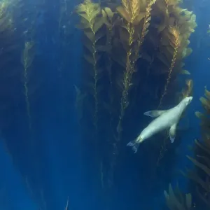 Californian Sea Lion Print in Giant Kelp Forest Californian Sea Lion Print in Giant Kelp Forest