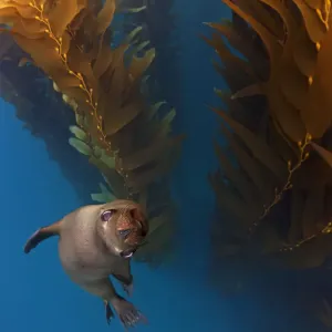 Californian Sealion in Kelp Forest Print Californian Sealion in Kelp Forest Print