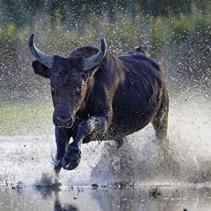 Camargue bull (Bos taurus) running through marshland, Camargue, France. October