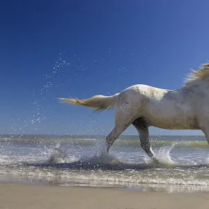 Camargue horse (Equus caballus) running in water at beach, Camargue, France, April