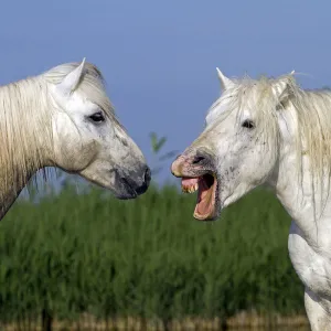 Camargue horse, two, one with mouth open. Bouches du Rhone, France May