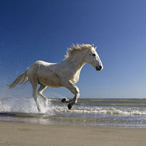 Camargue horses (Equus caballus) running in water at beach, Camargue, France, April