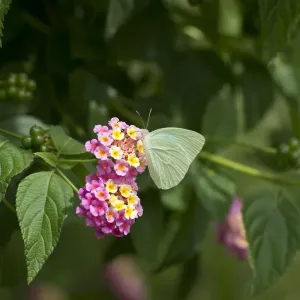Cambridge Vagrant Butterfly Nectaring on Lantana Print Cambridge Vagrant Butterfly Nectaring on Lantana Print