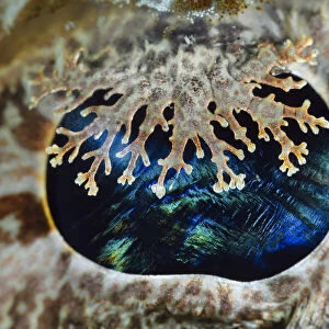 Camouflaged eye detail of a huge Crocodilefish (Cymbacephalus beauforti), Triton Bay, West Papua, Indonesia, Pacific Ocean