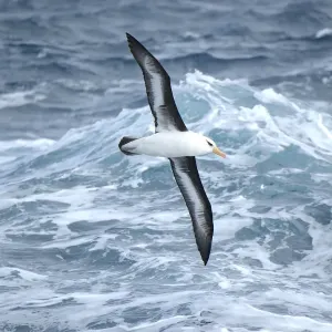 Campbell albatross (Diomedea melanophrys impavida) over sea south of Campbell Islands Campbell albatross (Diomedea melanophrys impavida) over sea south of Campbell Islands