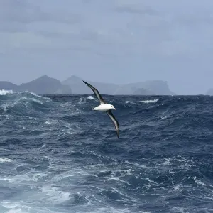 Campbell albatross (Diomedea melanophrys impavida) over sea south of Campbell Islands Campbell albatross (Diomedea melanophrys impavida) over sea south of Campbell Islands