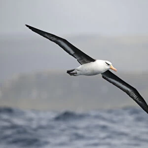 Campbell albatross (Thalassarche impavida), flying off Campbell Island