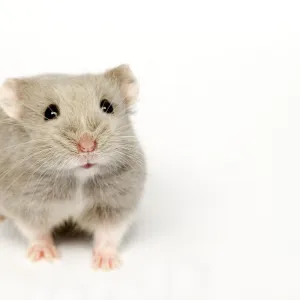 Campbells Russian dwarf hamster (Phodopus campbelli) opal colour form