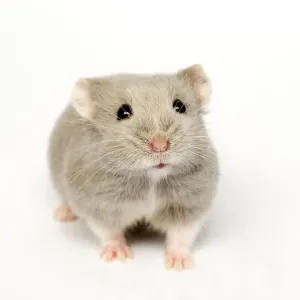 Campbells Russian dwarf hamster opal colour form Print Campbells Russian dwarf hamster opal colour form Print