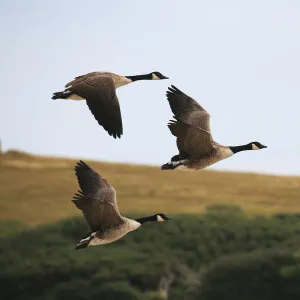 Canada geese (Branta canadensis) in flight at Abbotsbury Swannery, Abbotsbury, Dorset, England, UK