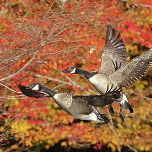 Two Canada geese (Branta canadensis) in flight with autumn foliage behind, Maryland, USA. October Two Canada geese (Branta canadensis) in flight with autumn foliage behind, Maryland, USA. October