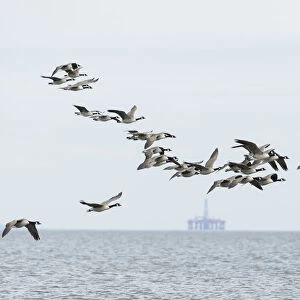 Canada geese (Branta canadensis) flock in flight, Moray Firth, Highlands, Scotland. June