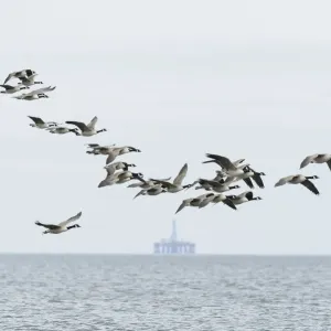 Canada geese in flight, Moray Firth Print Canada geese in flight, Moray Firth Print