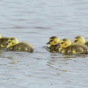 Canards du Canada (Branta canadensis) poussins sur un lac, réserve naturelle de Druridge Pools, Northumberland, UK. Mai. Canards du Canada (Branta canadensis) poussins sur un lac, réserve naturelle de Druridge Pools, Northumberland, UK. Mai.