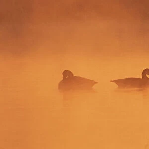 Two Canada geese (Branta canadensis) on a misty lake at dawn, UK