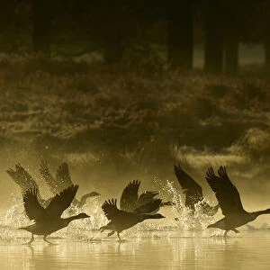 Canada goose (Branta canadensis) flock taking off from a lake at sunrise. London, UK