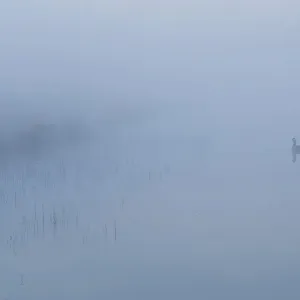 Canard du Canada (Branta canadensis) oie réfléchie dans un canal d'évacuation, dans la brume à l'aube. Canard du Canada (Branta canadensis) oie réfléchie dans un canal d'évacuation, dans la brume à l'aube.