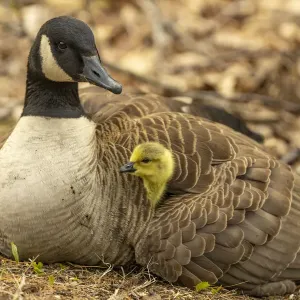 Canada goose (Branta canadensis) with gosling, a few days old. Massachusetts, USA. April Canada goose (Branta canadensis) with gosling, a few days old. Massachusetts, USA. April