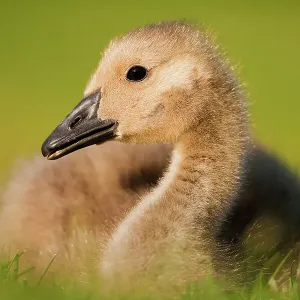 Canada goose (Branta canadensis) gosling portrait, Hornsey, London, UK May Canada goose (Branta canadensis) gosling portrait, Hornsey, London, UK May