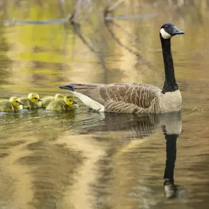 Canada goose with goslings Print Canada goose with goslings Print