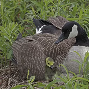 Canada Goose (Branta canadensis) on nest with goslings, New York, USA