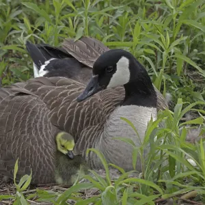 Canada Goose (Branta canadensis) en nido con gansos, Nueva York, EE. UU. Canada Goose (Branta canadensis) en nido con gansos, Nueva York, EE. UU.