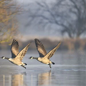 Canada goose (Branta canadensis) pair taking off, Richmond Park, London, UK, November