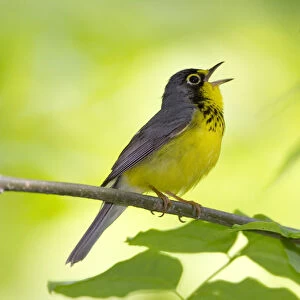 Canada Warbler (Cardellina canadensis) male in breeding plumage, singing in spring