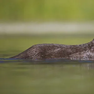 Canadian Otter (Lutra canadensis) portrait standing in shallow river, Wyoming, USA