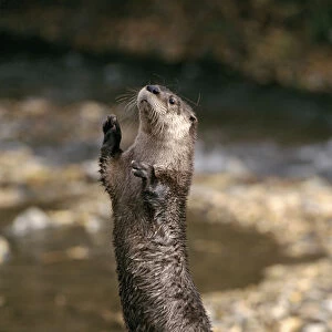 Canadian otter standing on hind legs. Montana, USA. Captive animal