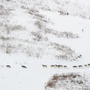 Canadian timber wolf / Northwestern wolf (Canis lupus occidentalis