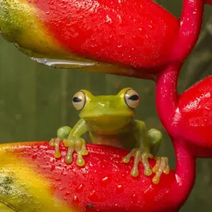 Canal Zone tree frog (Hypsiboas rufitelus) resting on heliconia, La Selva, Costa Rica