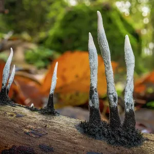 Candlesnuff fungus (Xylaria hypoxylon) growing on a dead twig on the woodland floor. Peak District National Park, Derbyshire, UK. November Candlesnuff fungus (Xylaria hypoxylon) growing on a dead twig on the woodland floor. Peak District National Park, Derbyshire, UK. November