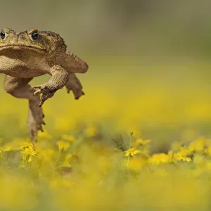 Cane Toad / Marine Toad / Giant Toad (Bufo marinus) adult jumping in Dogweed (Dyssodia