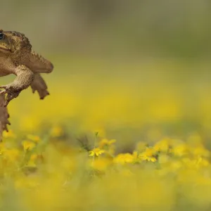 Cane Toad / Marine Toad / Giant Toad (Bufo marinus) adult jumping in Dogweed (Dyssodia