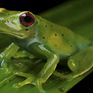 Canebreak treefrog (Aplastodiscus sp) Guainumbi Private Reserve, Sao Paulo, Atlantic