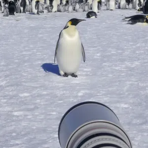 Canon Long Lens Print of Emperor Penguins Canon Long Lens Print of Emperor Penguins