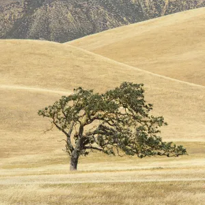 Canyon live oak (Quercus chrysolepis) Diablo Range, California, USA, June