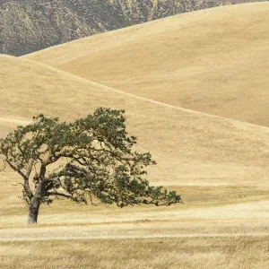 Canyon Live Oak Print, Diablo Range, California Canyon Live Oak Print, Diablo Range, California