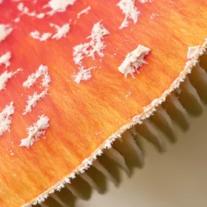 Detail of cap of Fly Agaric fungus {Amanita muscaria} in autumn, Beacon Hill Country Park Detail of cap of Fly Agaric fungus {Amanita muscaria} in autumn, Beacon Hill Country Park