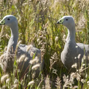 Cape Barren goose (Cereopsis novaehollandiae) in grass, Phillip Island Nature Park